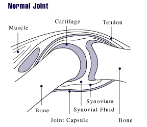 normal joint